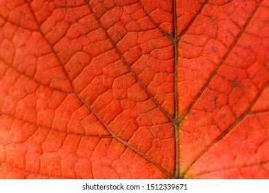 Macro red leaf. Vertical or horizontal close up shot. Natural background.