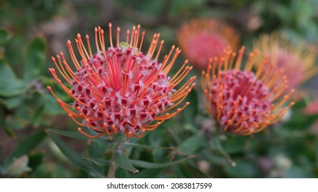 Macro of red pincushion protea flowers - Powered by Shutterstock