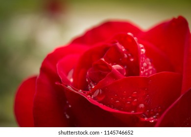 Macro Red Rose
