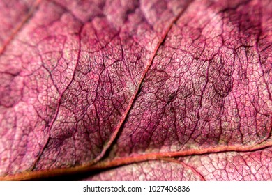 macro red rose leaf