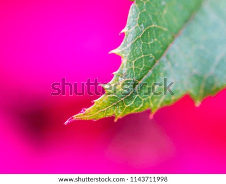 Macro of a red rose leaf