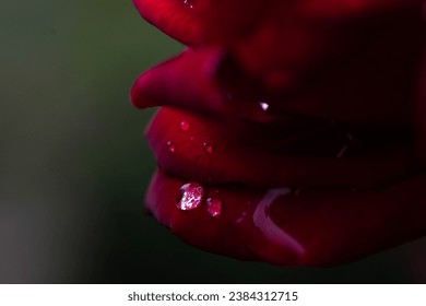 Macro red rose petal with dew - Powered by Shutterstock