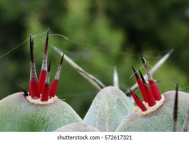   Macro of red sharp thorns on cactus plant.                             