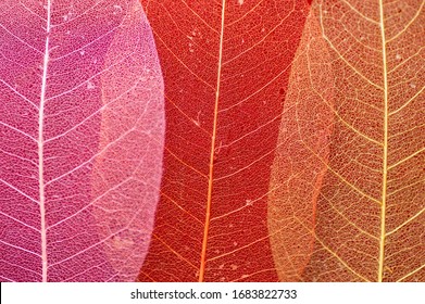 Macro red skeleton leaves background texture