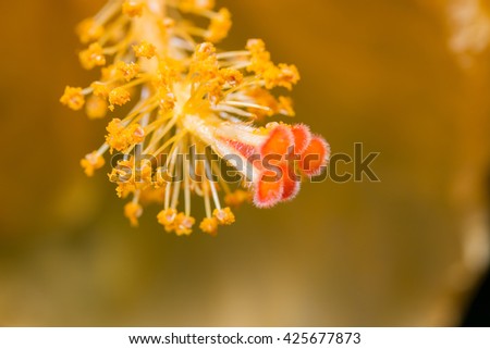 Macro of a red and yellow Hibiscus flower showing details of the huge protruding style topped by five hairy red stigmas and a mass of pollen covered anthers with a large depth of focus.