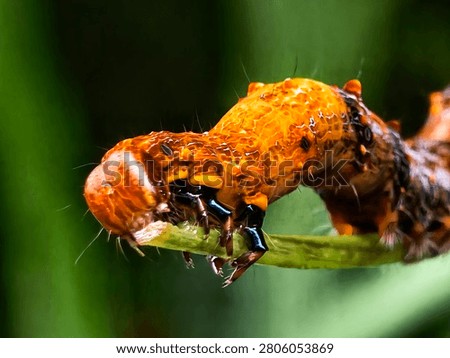 Macro reddish Caterpillar Crawling on Green plant Stem