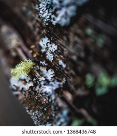 Macro Of Reindeer Lichen Moss