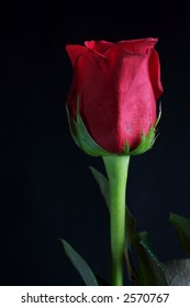 Macro Rose