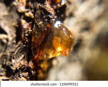 Macro Rosin Drop On Tree