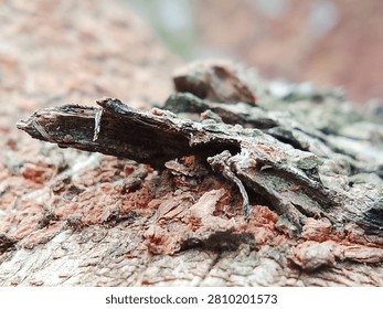 Macro of Rotting Tree Bark with Red Wood and Moss Texture

Detailed macro of rotting tree bark showing red wood, moss and rough texture. Natural organic decay pattern. Ideal for rustic background, nature and grunge designs.