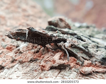 Macro of Rotting Tree Bark with Red Wood and Moss Texture

Detailed macro of rotting tree bark showing red wood, moss and rough texture. Natural organic decay pattern. Ideal for rustic background, nature and grunge designs.