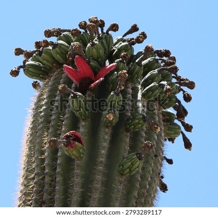Macro of ruby red fruits on the apex of a Saguaro cactus in Marana, Arizona