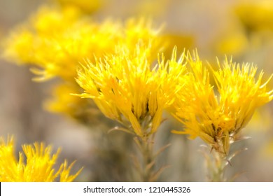 Macro Sage Brush Flower