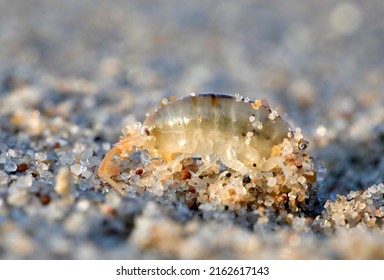 Macro of a sand hopper (Talitrus saltator) at a sandy beach in The Netherlands  - Shutterstock ID 2162617143
