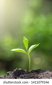 Macro sapling of tree are growing from the rich soil in the sunlight morning , ecology concept. 