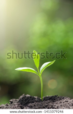 Macro sapling of tree are growing from the rich soil in the sunlight morning , ecology concept. 
