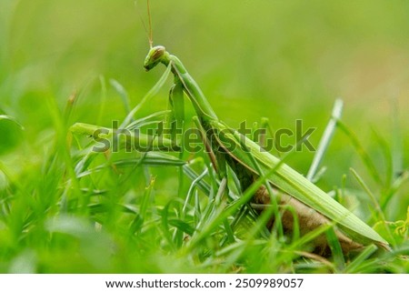 macro scale green mantis sitting in the grass. a beautiful predatory insect in nature. close-up of the head of an alien-like insect.
