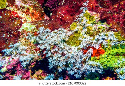 Macro scene of underwater life. Underwater macro world. Underwater scene view