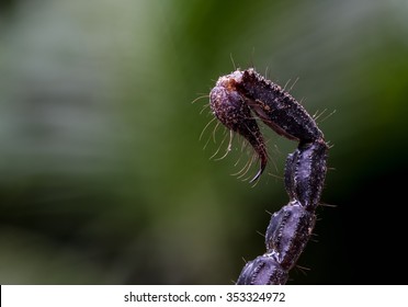 Macro Of A Scorpion Stinger