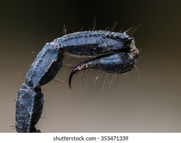 Macro Of A Scorpion Stinger