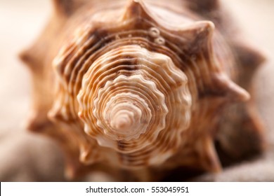 Macro Of Seashell Shows Beautiful Detail