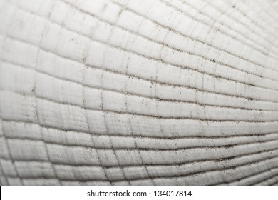 Macro Seashell Texture