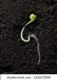 Macro Sectional View Of Cabbage Growing Seed With First Leaves Underground
