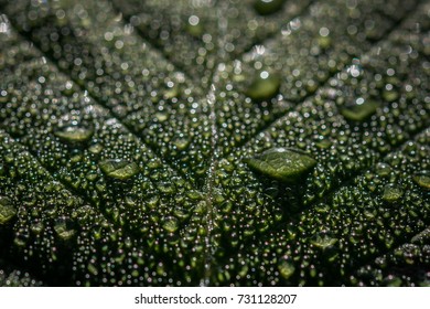 A macro, select focus, of a maple leaf with tiny water droplets on it from the rain. The deep green leaf has a ton of tiny water drops all over the skin of the leaf. Some drops are larger than others 