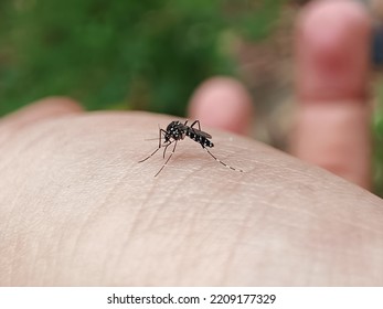 Macro Selective Focus Of Human Skin Surface Bitten By An Asian Tiger Mosquito