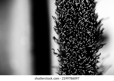 Macro Selective Focus On The Bristle Ends Of A Wire Brush Wheel On A Grinder.