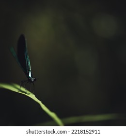 Macro selective focus on the head of a dark winged damselfly resting on a blade of grass. 