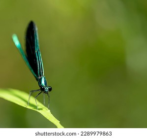 Macro selective focus on the head of a dark winged damselfly resting on a blade of grass. 