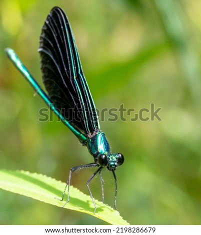 Macro selective focus on the head of a dark winged damselfly resting on a blade of grass. 