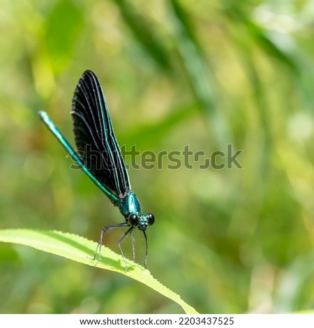 Macro selective focus on the head of a dark winged damselfly resting on a blade of grass. 