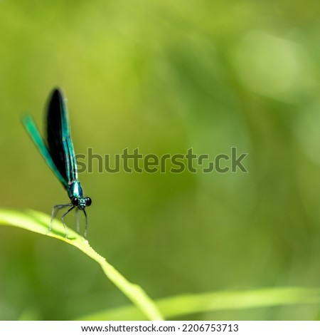 Macro selective focus on the head of a dark winged damselfly resting on a blade of grass. 
