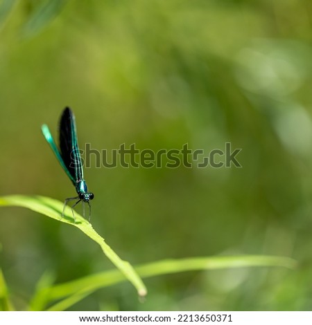 Macro selective focus on the head of a dark winged damselfly resting on a blade of grass. 