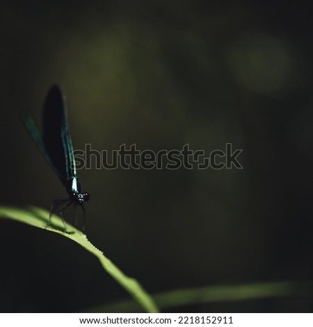 Macro selective focus on the head of a dark winged damselfly resting on a blade of grass. 