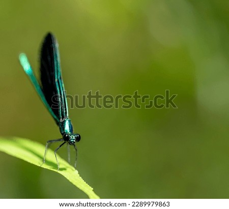Macro selective focus on the head of a dark winged damselfly resting on a blade of grass. 