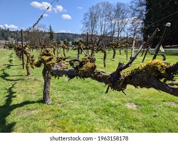 Macro selective focus on production grapes growing on a vineyard's large farm on a sunny day