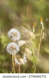 Macro selective focus shot of fluffy dandelion seed heads with wild grass stems blooming in a meadow under soft golden warm sunlight during springtime