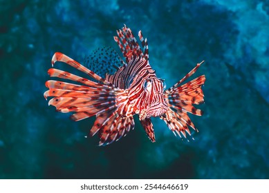 Macro Series : Red lionfish in the sea. A beautiful Pterois volitans fish with dark background. Lion fish swim in the aquarium. - Powered by Shutterstock