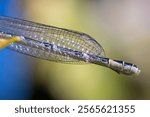 A macro shallow focus shot of body and wings of a damselflies on a sunny day on a blurry background