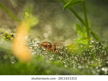 Macro of sheetweb spider (Linyphia triangularis) on its web covered in morning dew droplets. Detailed wildlife photography with soft green background.