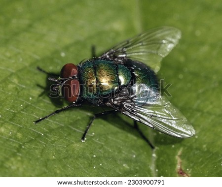 Macro of a shiny metallic blue green blow fly resting on a green leaf. Long Island, New York, USA