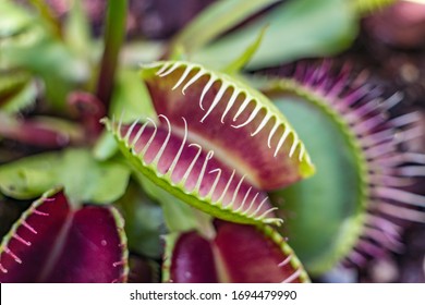 macro shoot of a carnivorous plant - Shutterstock ID 1694479990