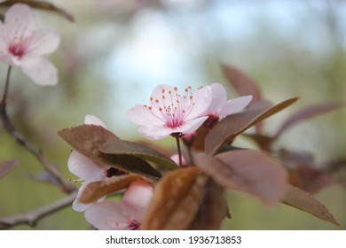 macro shooting  of a blossom tree branch. Blossom tree, early spring. Spring flowers - Shutterstock ID 1936713853