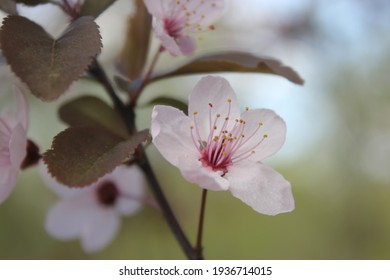 macro shooting  of a blossom tree branch. Blossom tree, early spring. Spring flowers - Shutterstock ID 1936714015
