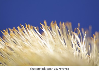 Macro Shooting Of Branches, Buds, Leaves.
Willow (Latin Sálix) Is A Genus Of Woody Plants Of The Willow Family (Salicaceae).