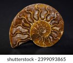 Macro shooting of polished Ammonite fossile shell, isolated on black background
