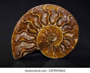 Macro shooting of polished Ammonite fossile shell, isolated on black background